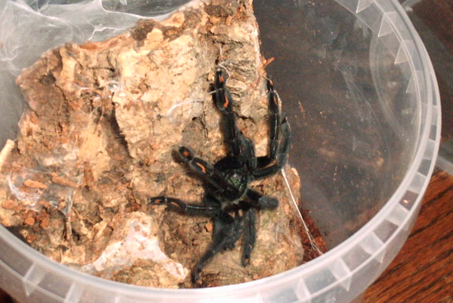P. irminia postmolt