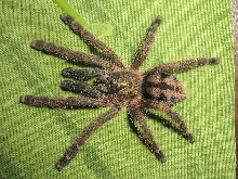mystery avic