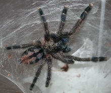 avic. versi. or avic. laeta?