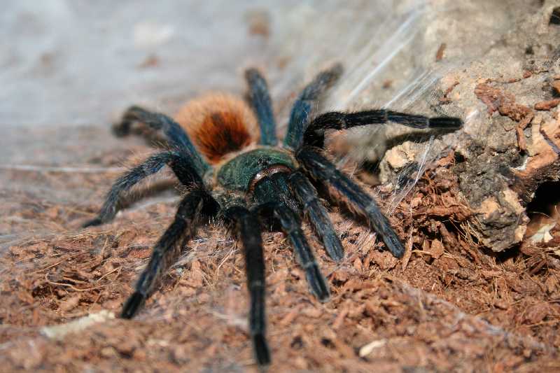 GBB
