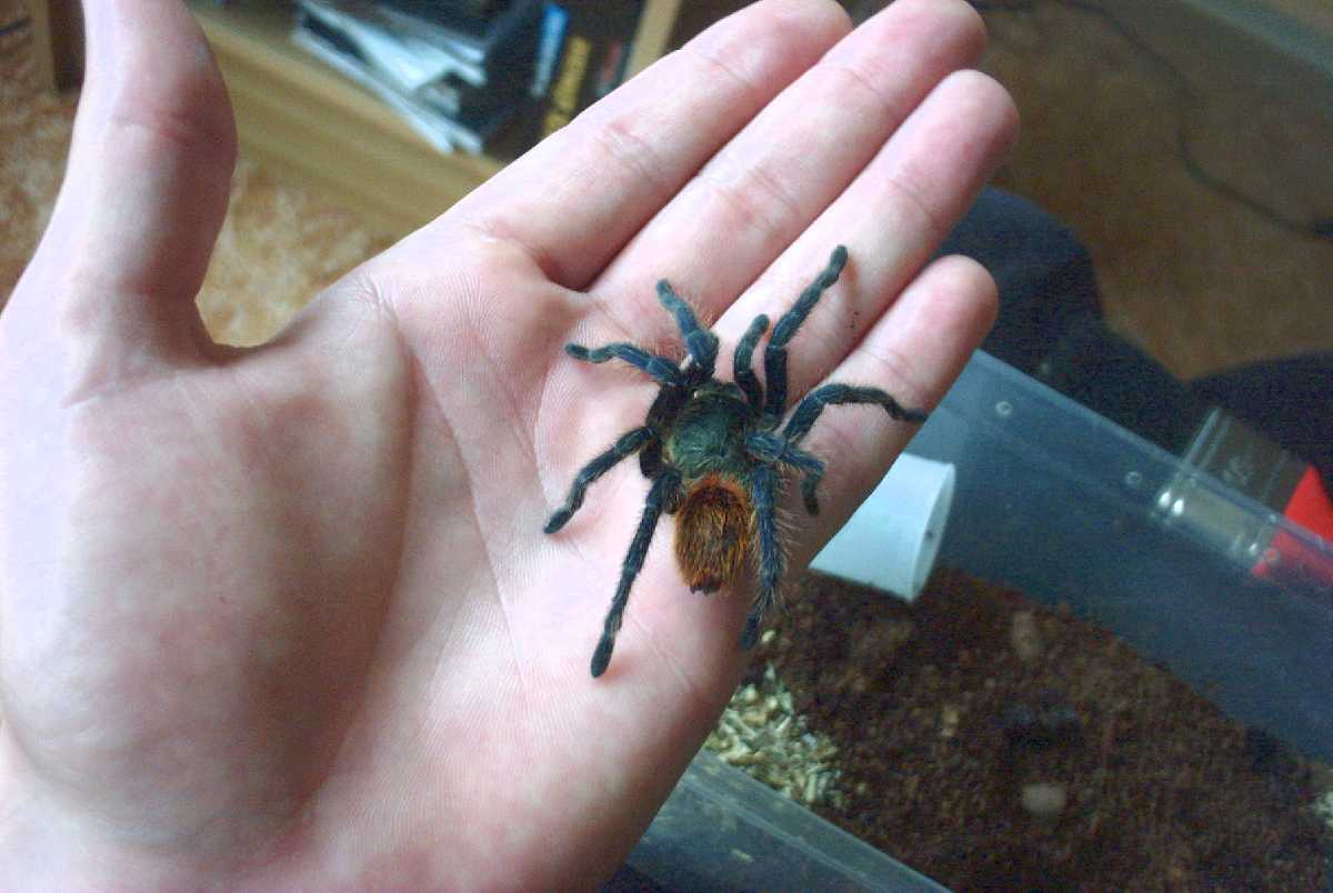 Greenbottle blue (Chromatopelma cyanopubescens)