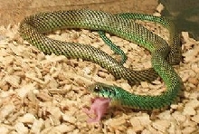 Speckled racer eating