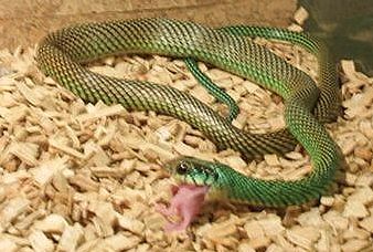 Speckled racer eating