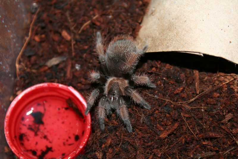 Brachypelma emilia