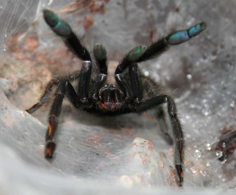 angry Psalmopoeus irminia