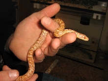 ALBINO korean rat, Elaphe (schrencki) anomala