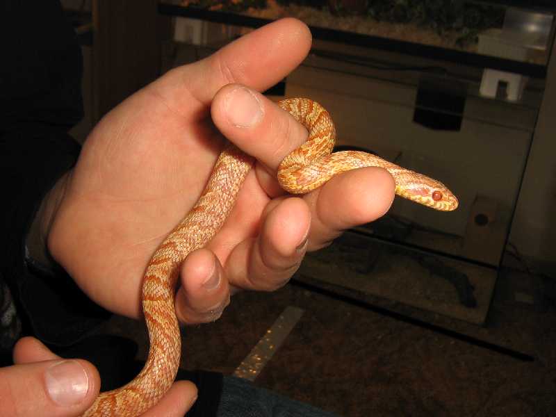 ALBINO korean rat, Elaphe (schrencki) anomala
