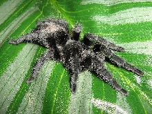 G. pulchra postmolt