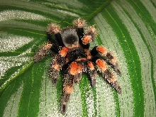 B. smithi postmolt