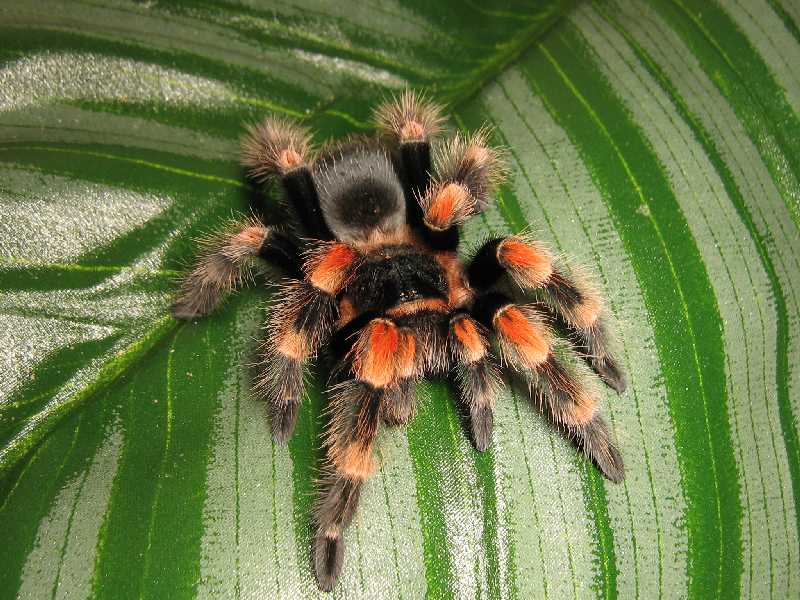 B. smithi postmolt