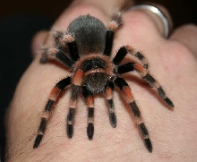 B. smithi