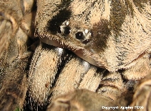 H. maculata eyes