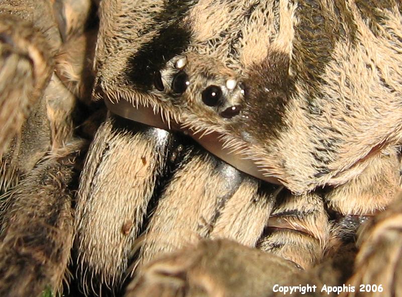 H. maculata eyes