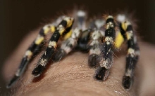 nice yellow!