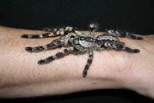 Poecilotheria regalis