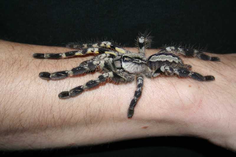 Poecilotheria regalis