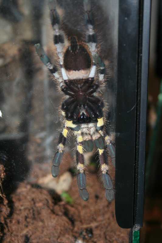 P. regalis ventral view