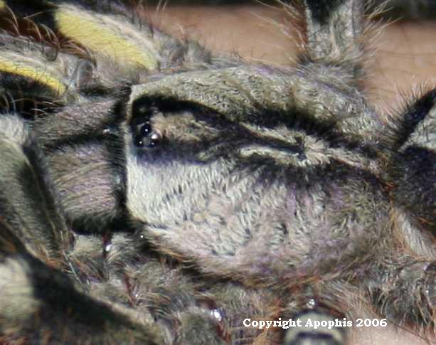 P. regalis closeup