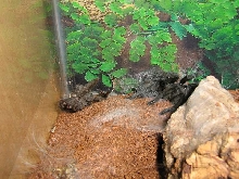 Pulchra finally molted