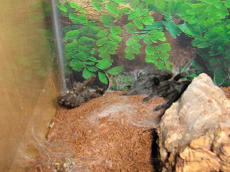 Pulchra finally molted