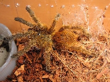 P. murinus RCF