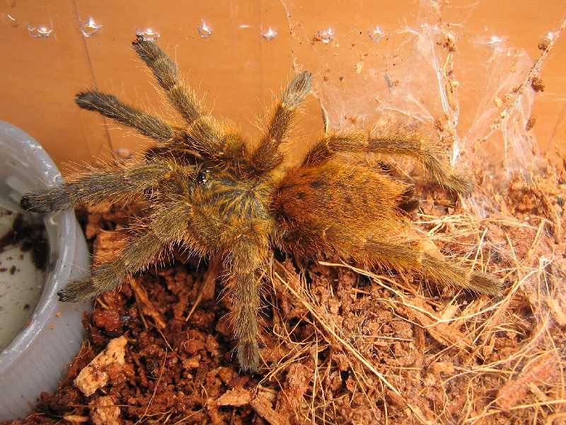 P. murinus RCF