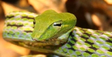 Asian vine snake1