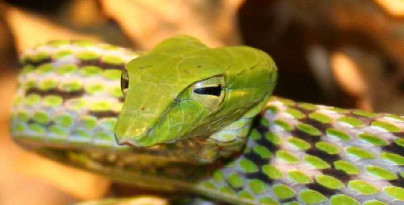 Asian vine snake1