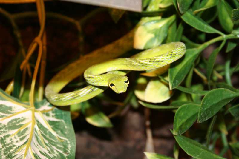 Asian  vine snake