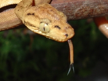 Tongue