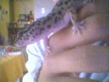 My leo yoshi