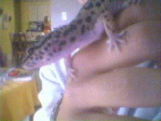 My leo yoshi