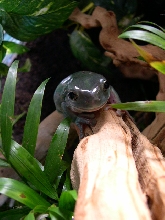 Whites Tree Frog