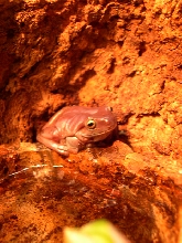 Juvi Whites Tree Frog