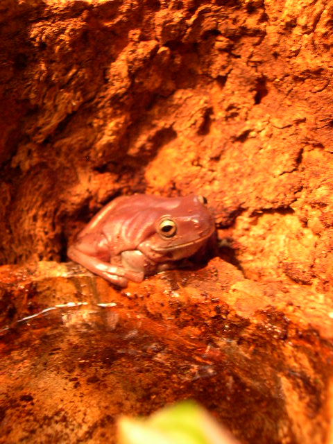 Juvi Whites Tree Frog