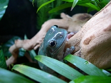 Whites Tree Frog