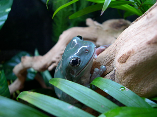 Whites Tree Frog