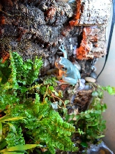 Whites Tree Frog on Cork Wall