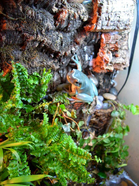 Whites Tree Frog on Cork Wall