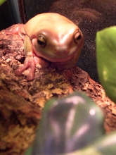 Whites Tree Frog