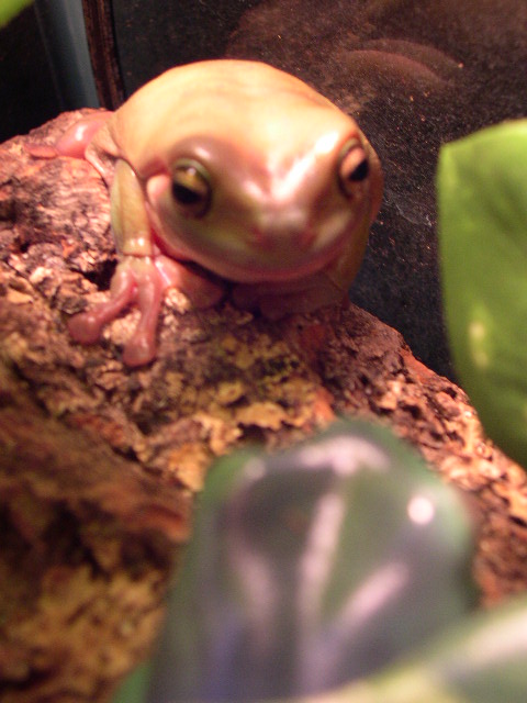 Whites Tree Frog