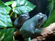 Whites Tree Frog