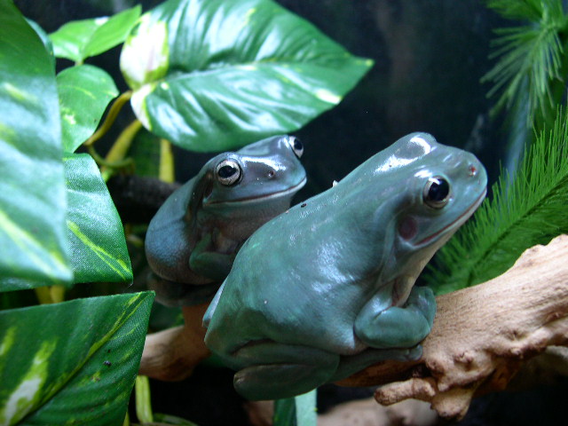 Whites Tree Frog