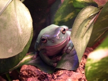 Whites Tree Frog