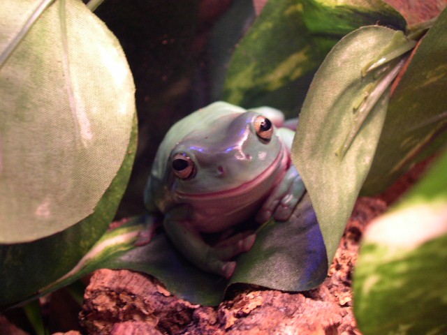 Whites Tree Frog