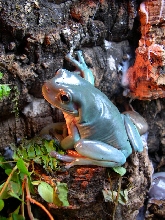 Whites Tree Frog