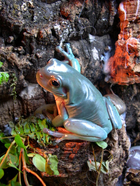 Whites Tree Frog