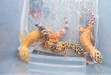 3 babies