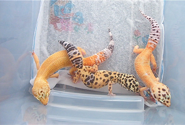 3 babies