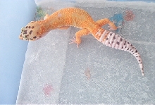 Male 2